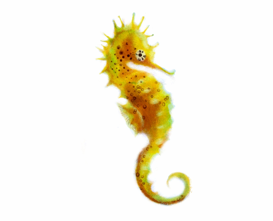 Seahorse Png Picture Sea Horse No Background