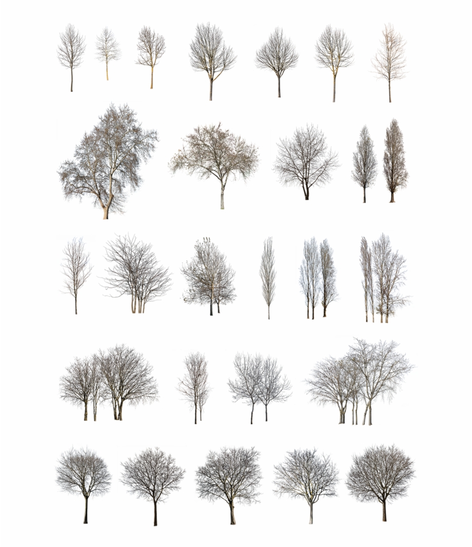 27 Winter Trees Pack Pond Pine