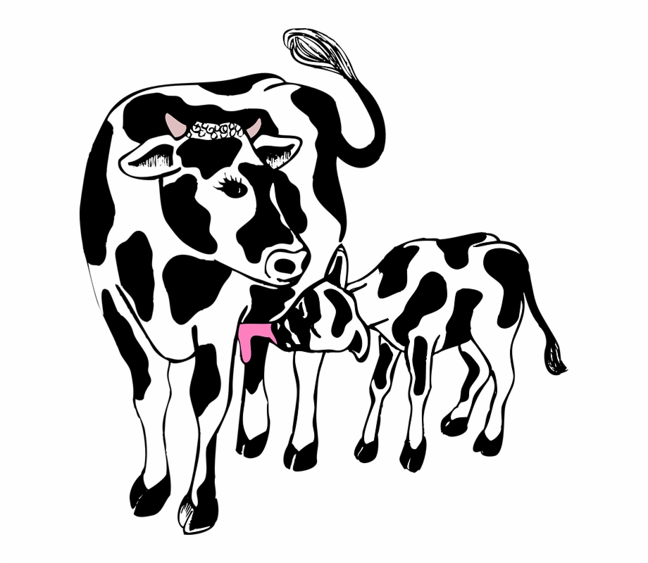 cow with calf clipart
