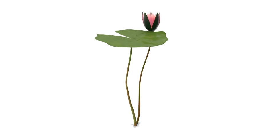 Water Lily Png Picture Anthurium