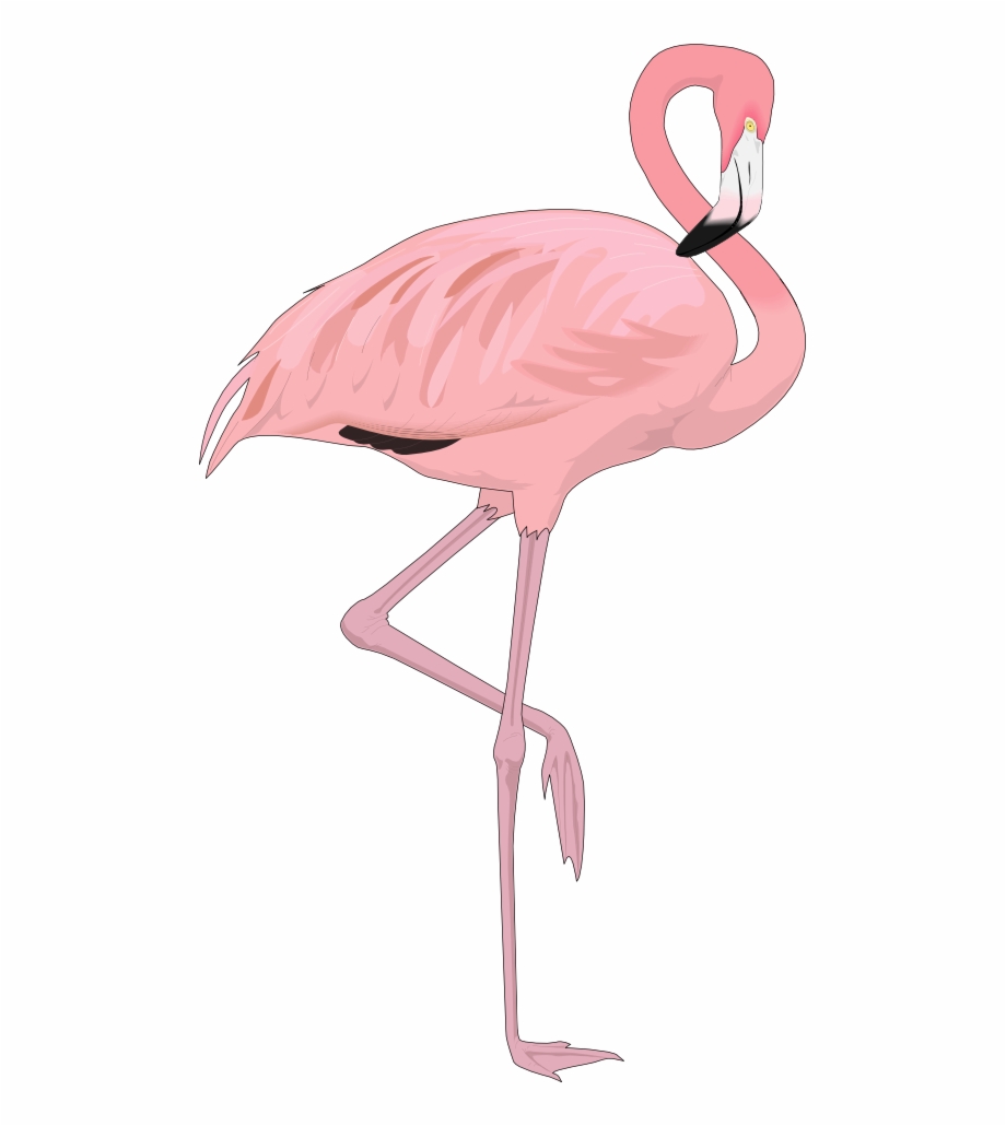 Flamingo Clipart Zoo Transparent Background Flamingo Png