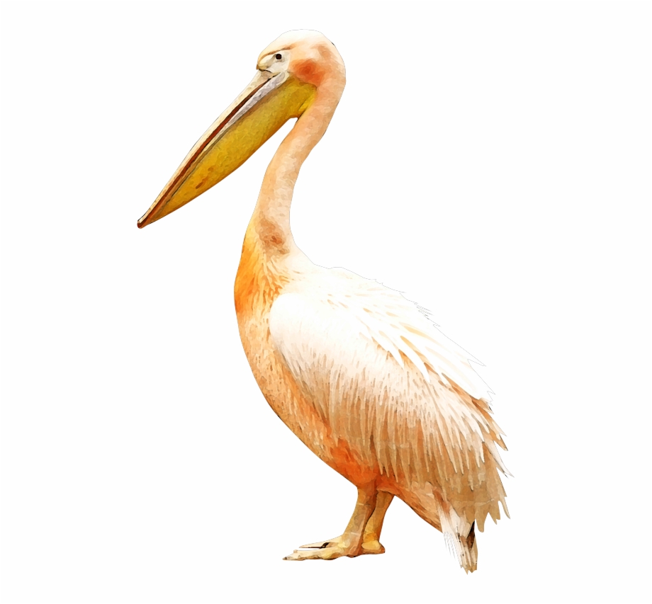 Clip Royalty Free Bird Pelican Clip Art Pelikan
