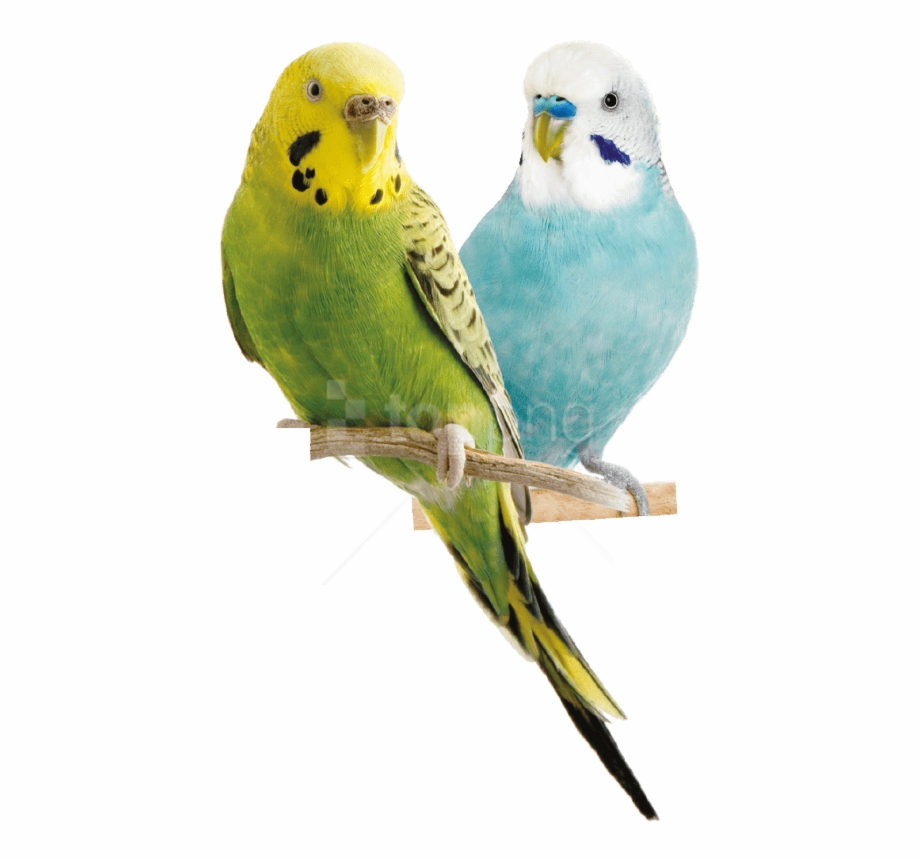 Free Png Download Parrot Png Images Background Png