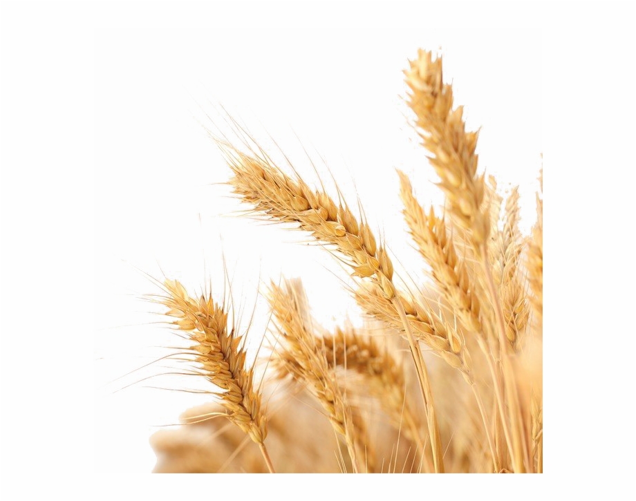 Wheat Png Image Background Transparent Background Wheat Png