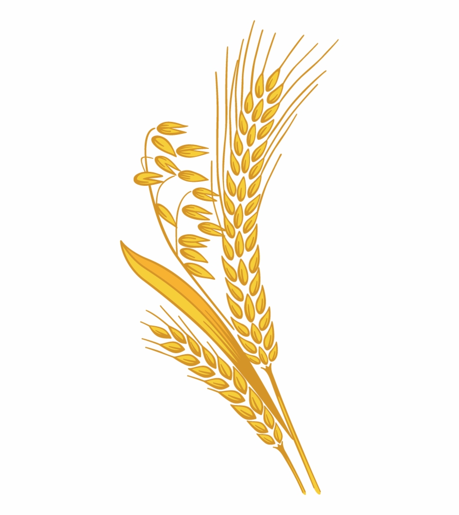 Wheat Png Rice Grain Clipart Png