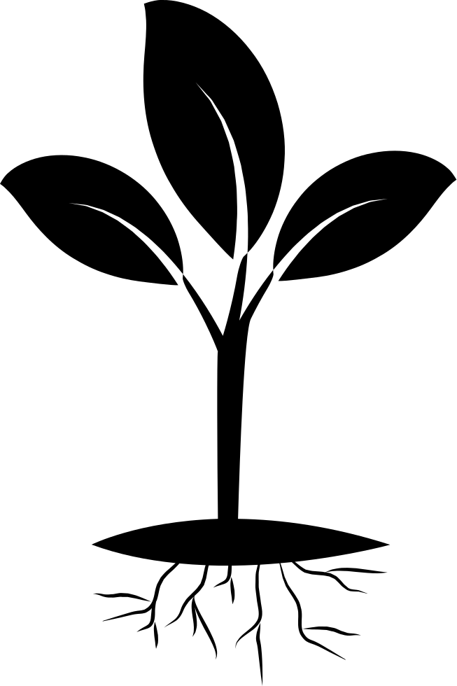Free Plant Roots Png Seedling Black And White