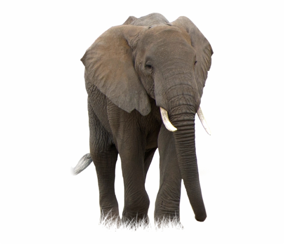 Elephant Png African Bush Elephant Transparent