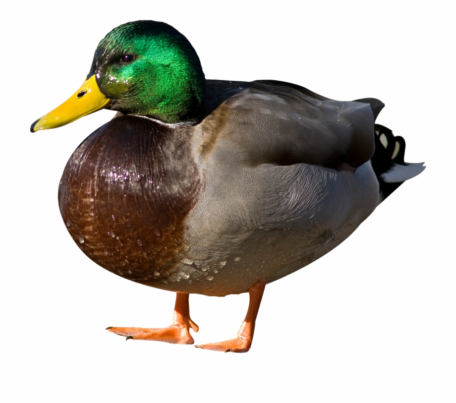 Duck Png Background Image Duck Png Transparent