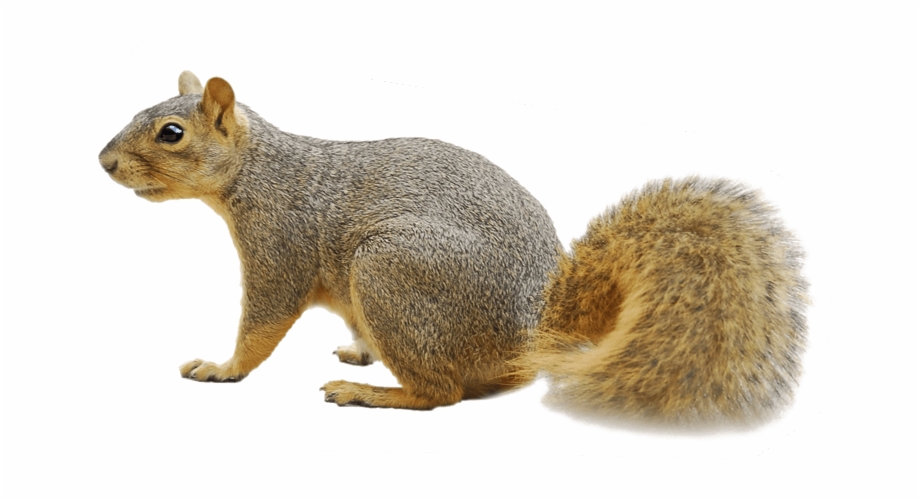 Download Squirrel Png Transparent Images Transparent Squirrels Png