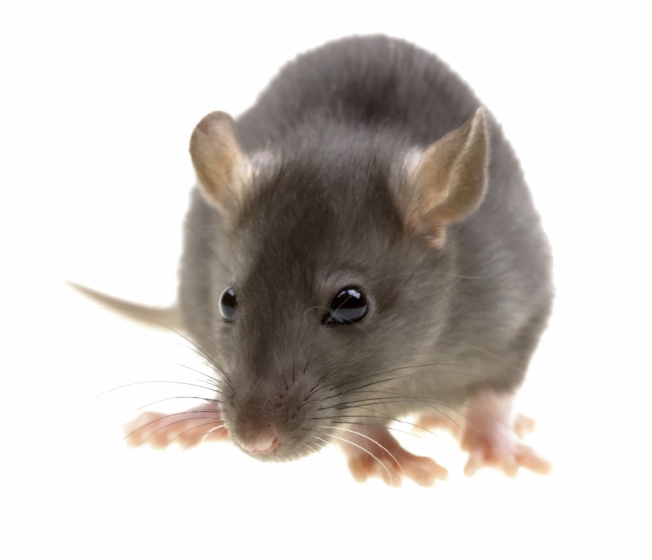 Rat Png Image With Transparent Background Rodent - Clip Art Library
