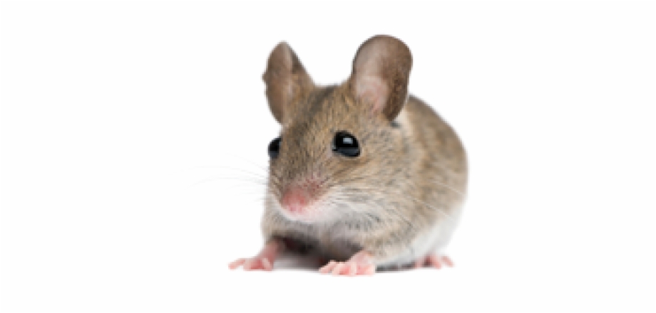 Rat Mouse Png Free Download Mice Stock