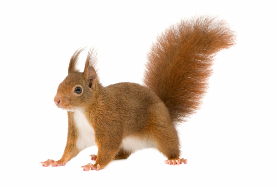 Share This Image Squirrel No Background