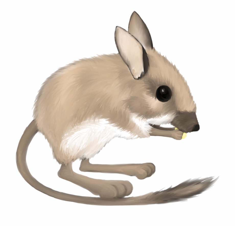 baby kangaroo mouse
