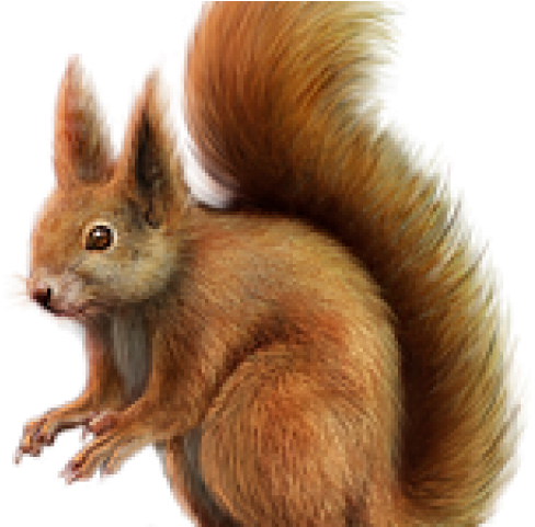 Squirrel Png Transparent Images Red Squirrel Png