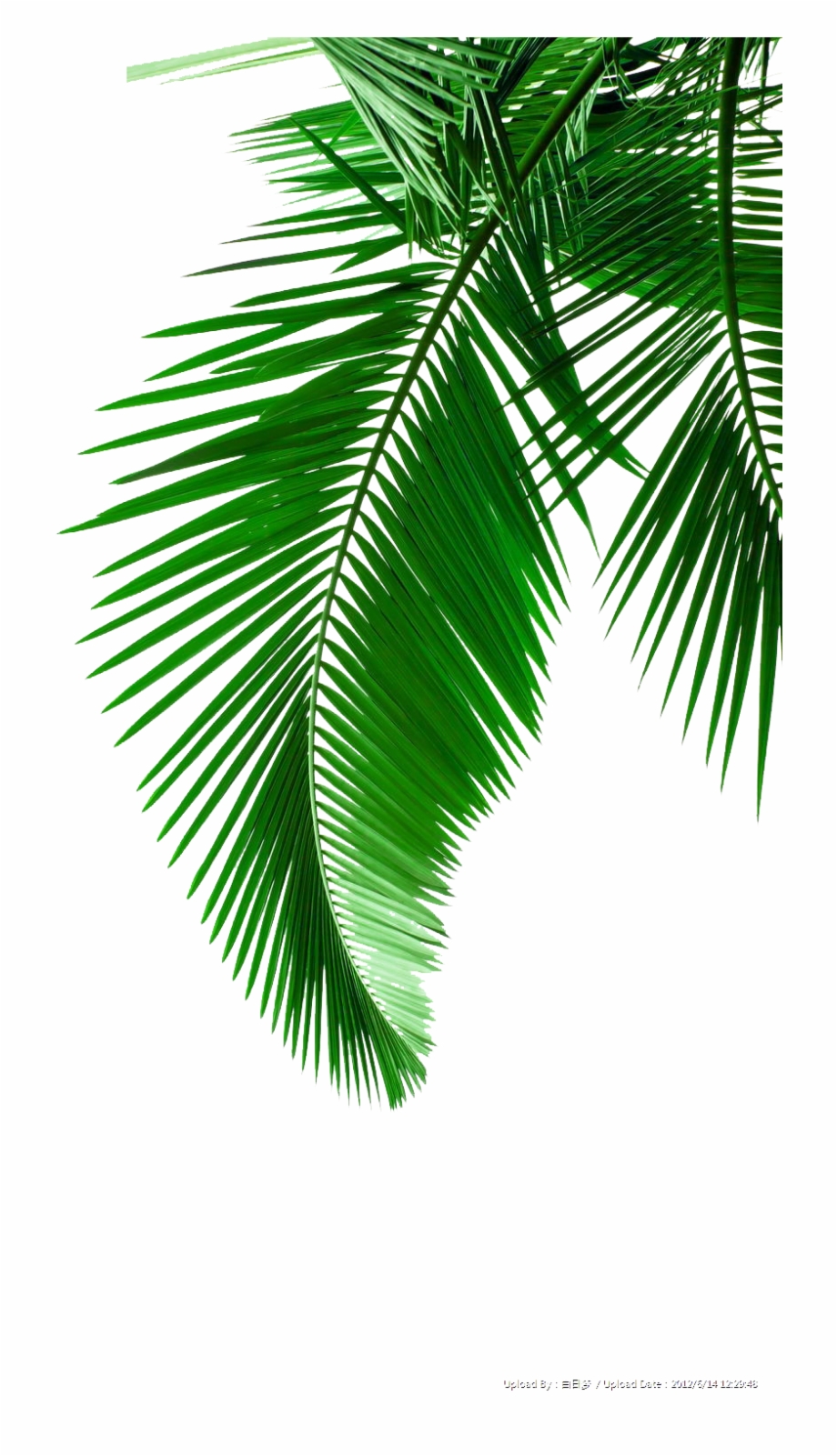 green and white background
