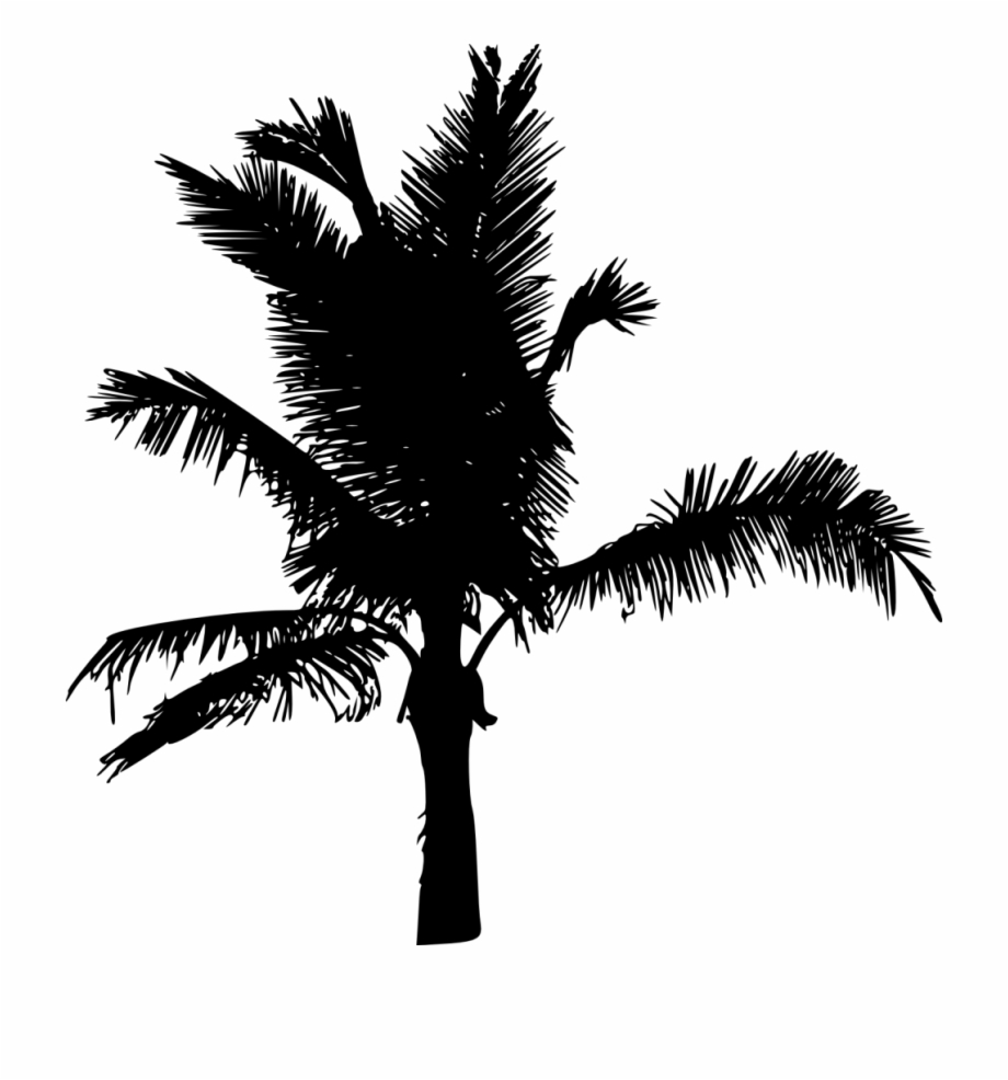 20 Palm Tree Silhouette Vol Roystonea