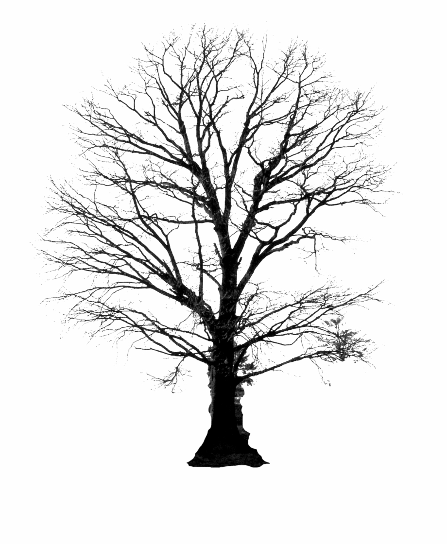 Tree With Roots Silhouette Png Portable Network Graphics