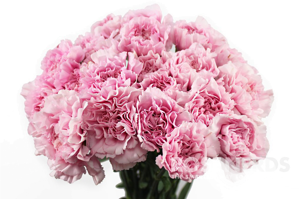 Carnation Flower Png Png Download Carnation Flower In