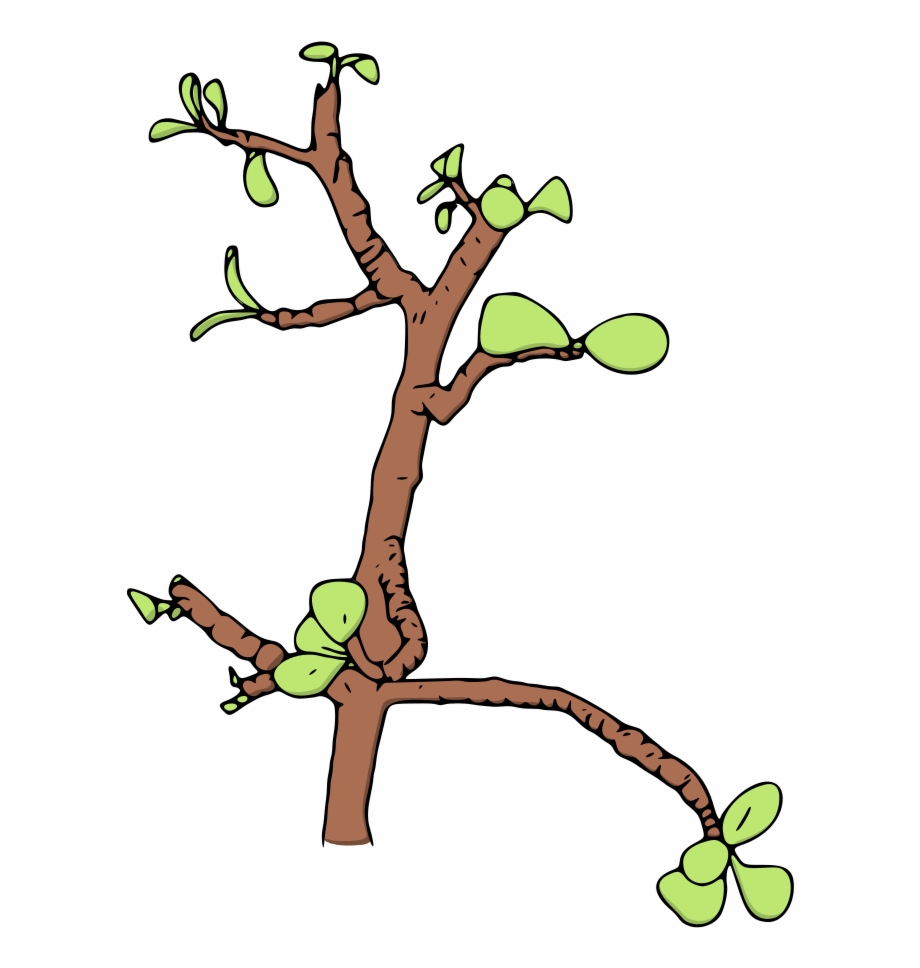Jade Money Tree Vector Illustration Illustration
