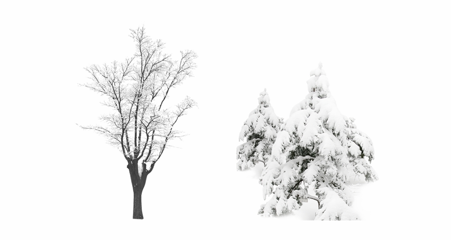 winter snow tree png
