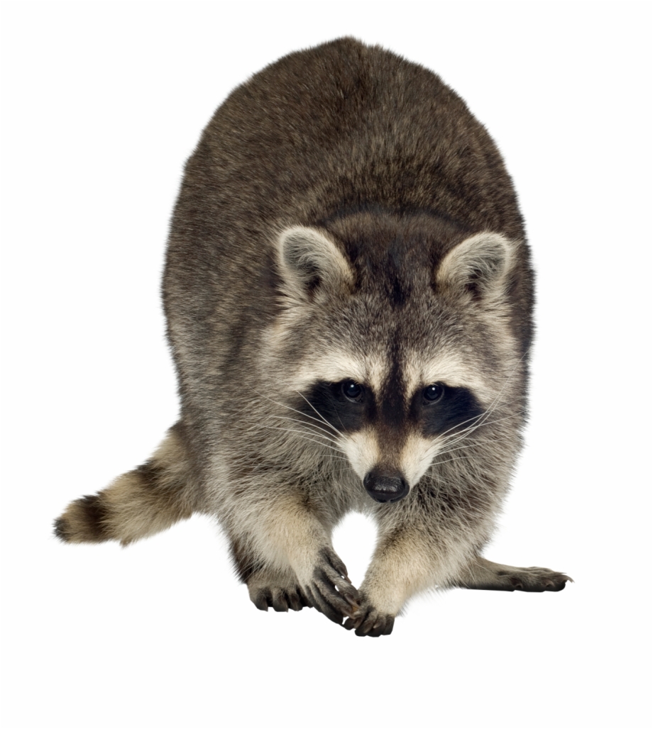 Raccoon Png Free Download Raccoon Transparent