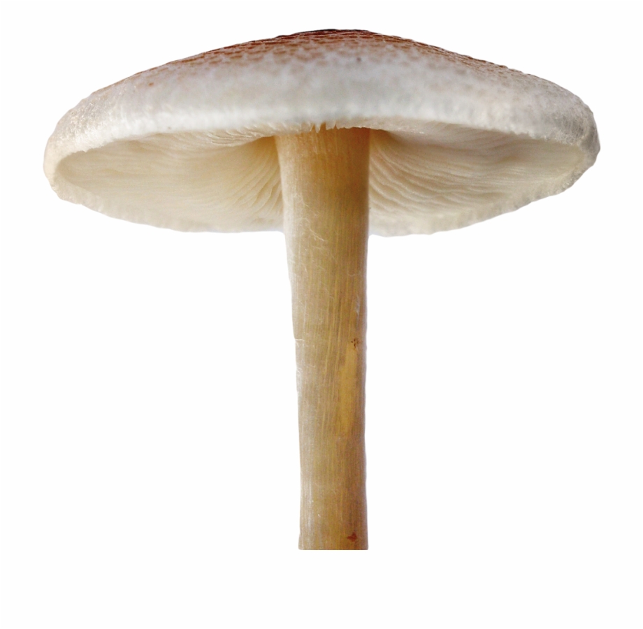 Download Mushroom Png File For Designing Project Mushroom