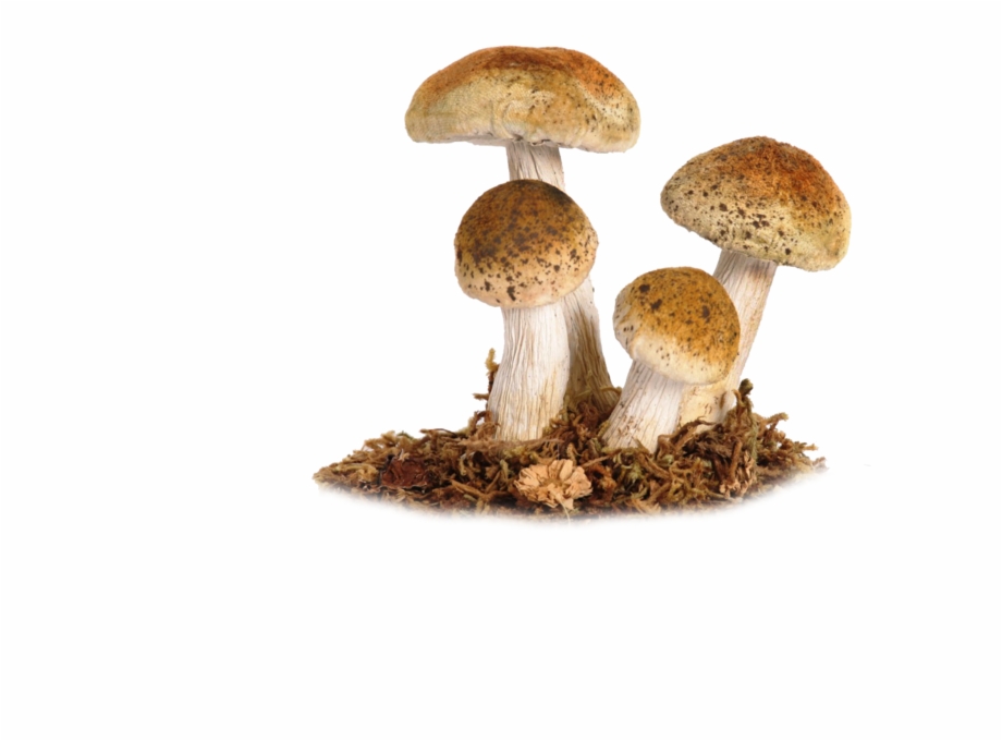 Download Png Image Report Mushrooms Png Transparent