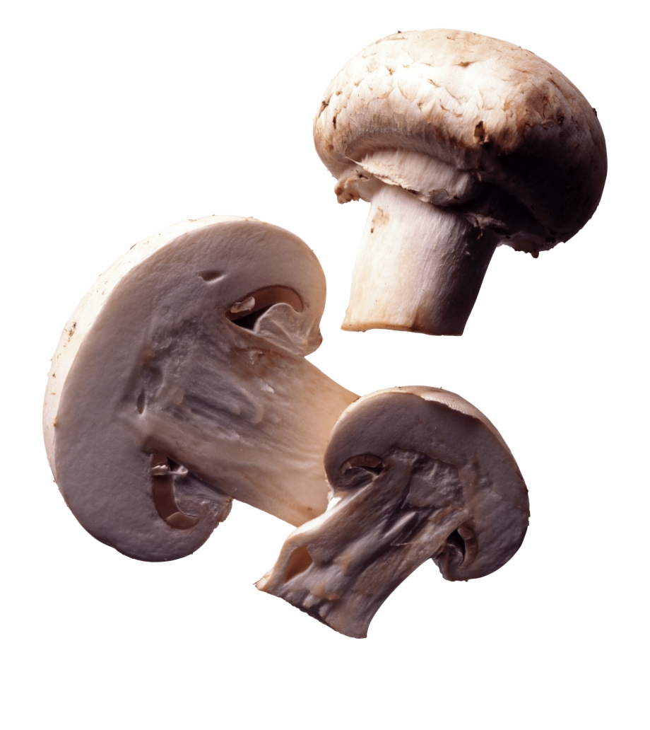 Nature Mushrooms Mushrooms Transparent