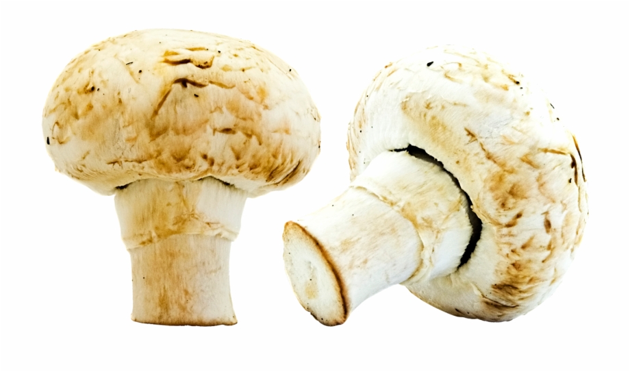 Mushrooms Png Image Portable Network Graphics