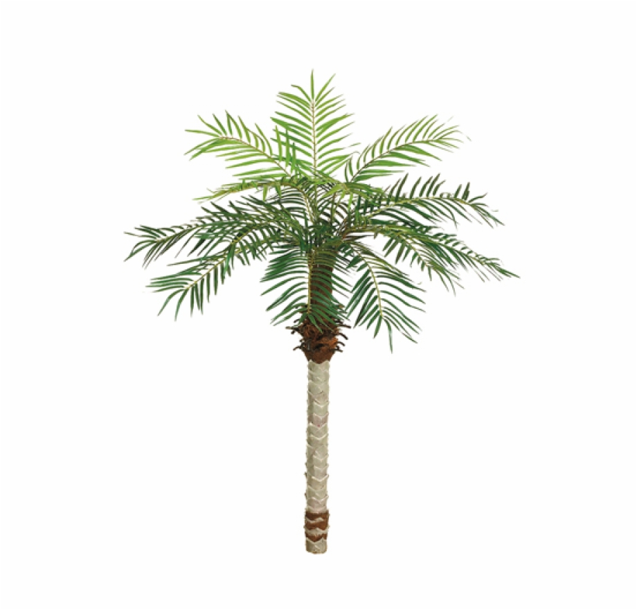 5 Date Palm Tree X15 W 525 Leaves