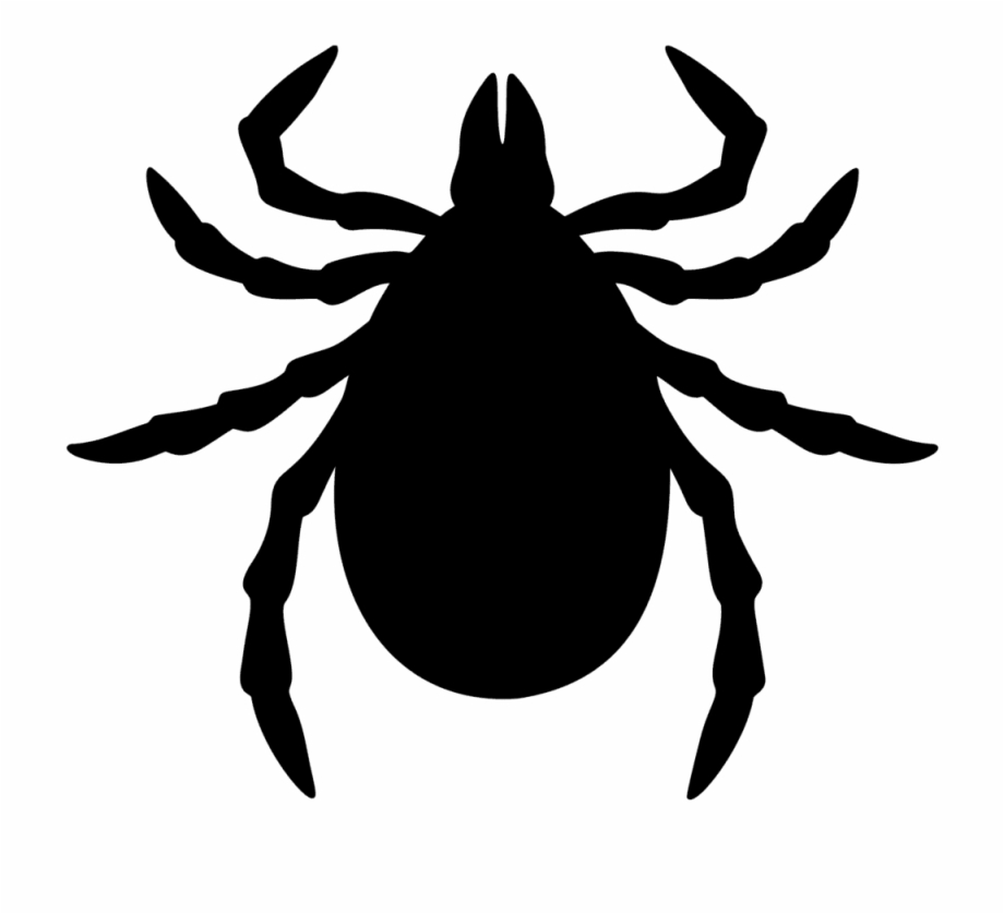 Fleas Ticks Cartoon Tick Bug