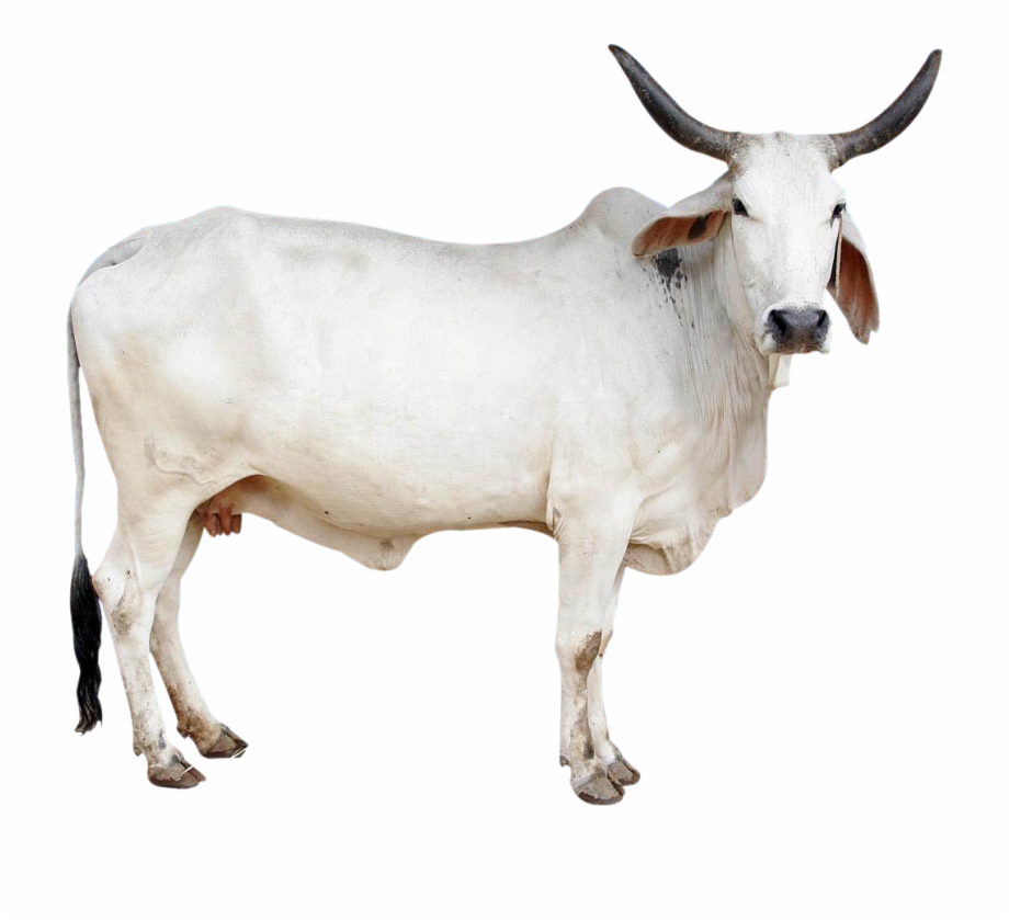 Cow Png Image Indian Cow In Png