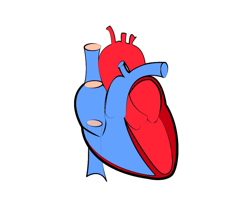 Real Heart Png - Clip Art Library