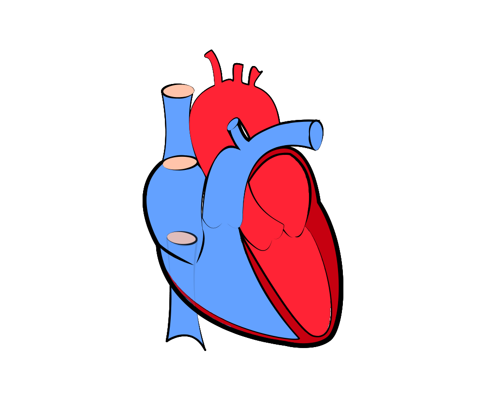 Free Human Heart Png, Download Free Human Heart Png png images, Free