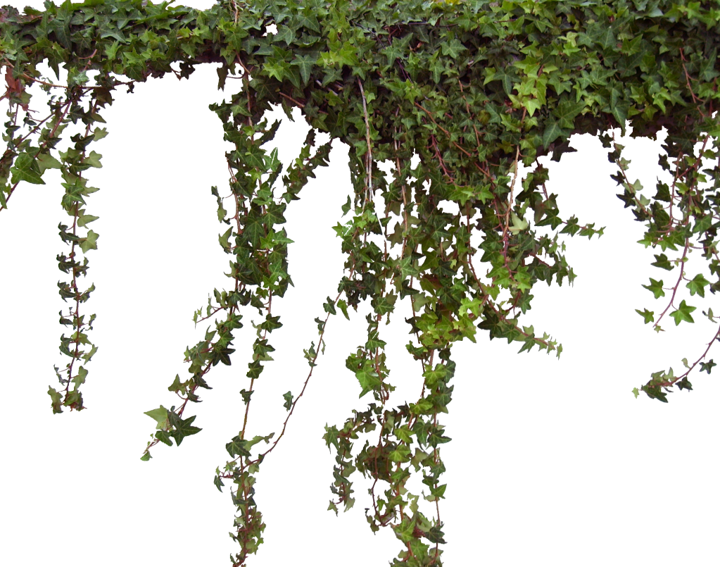 Jungle Vines Png