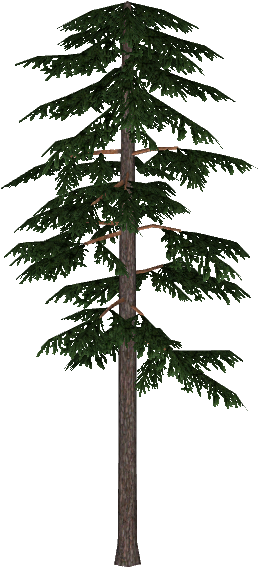 Lodgepole Pine Png White Pine
