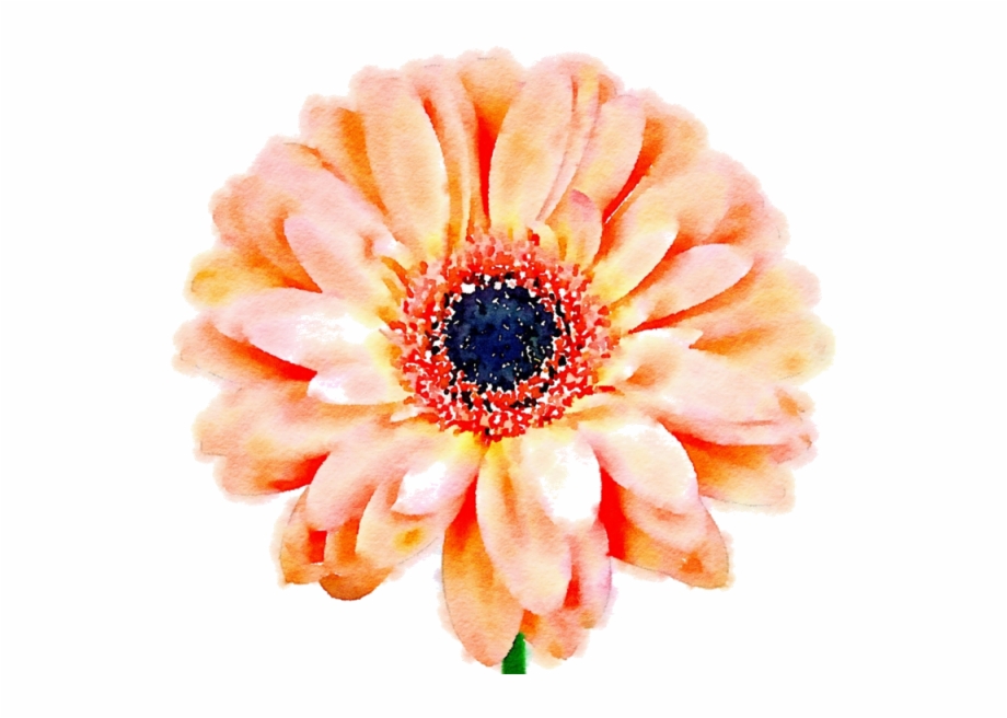 Daisy Flower Png Peach Aesthetic Transparent Background