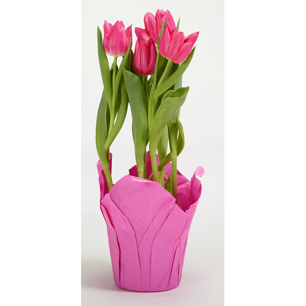 Free Potted Flowers Png, Download Free Potted Flowers Png png images