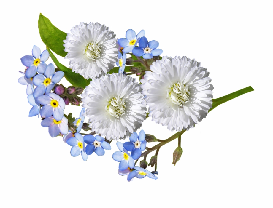 Daisy White Blue Flowers White Floral Png Transparent