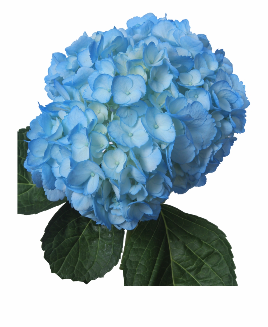 Light Blue Flowers Png