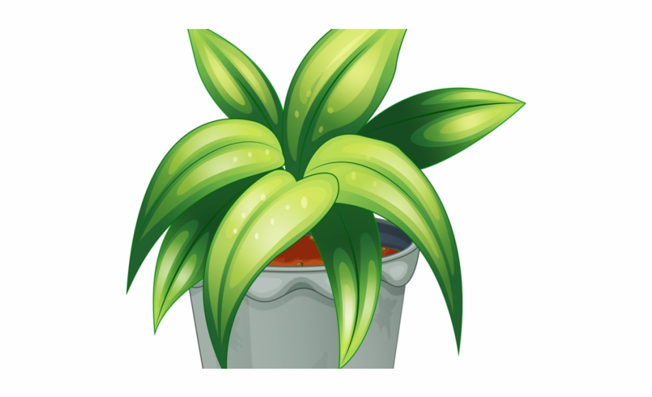 Pot Plant Clipart Baby Png Maceta Dibujo