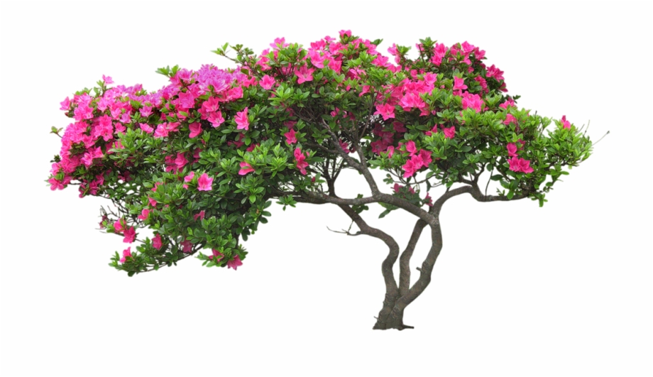 Bougainvillea Drawing Plant Banner Transparent Download Flower Tree