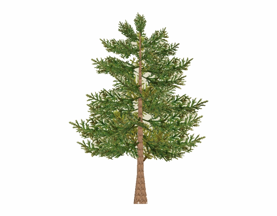 Red Pine Tree Png Red Pine