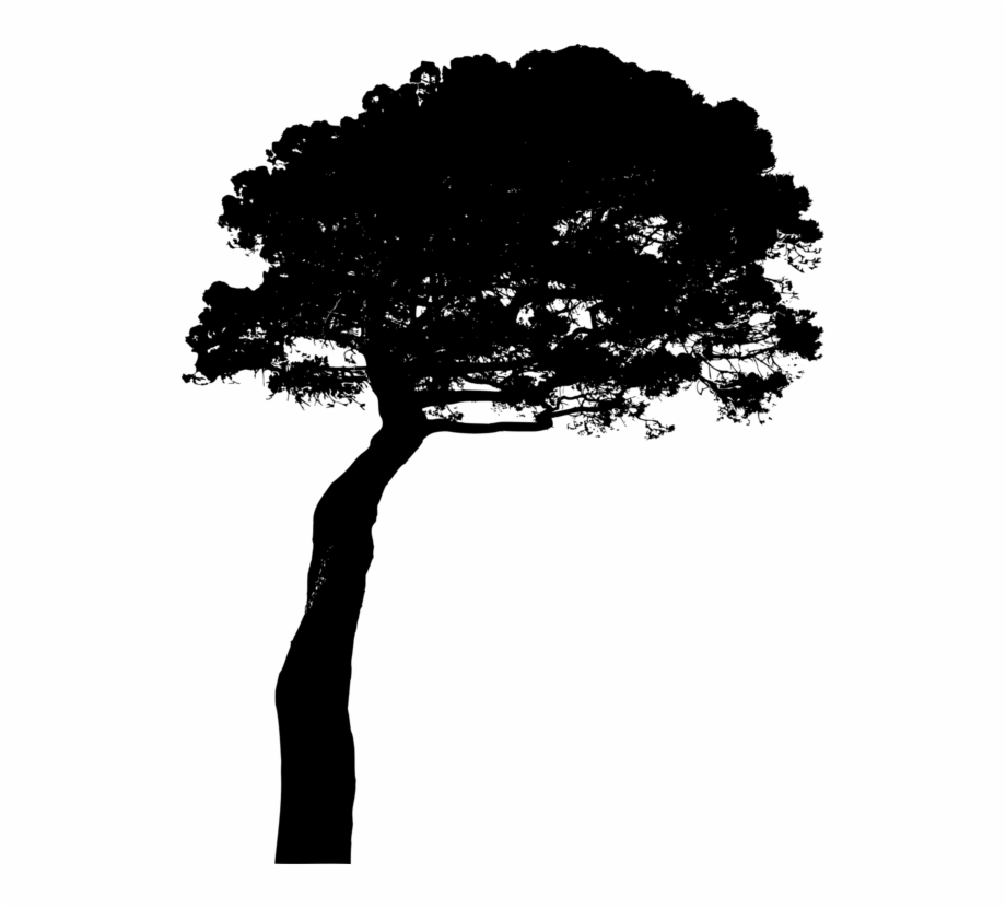 Stone Pine Tree Pinus Canariensis Fir Bristlecone Pine