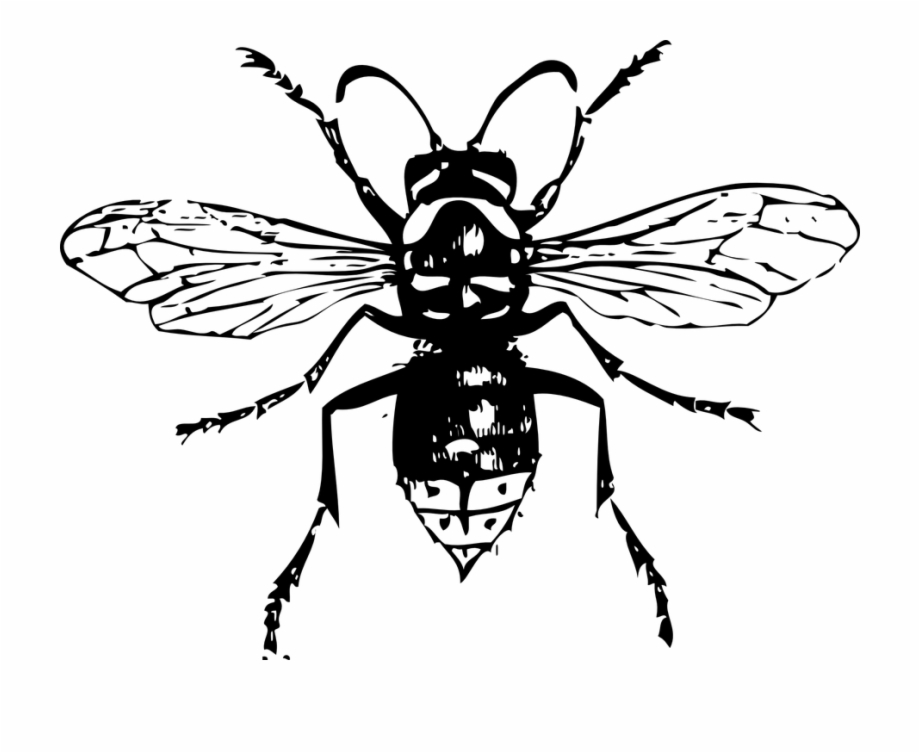Hornet Bee Insect Bald Faced Hornet Hornets Wasp