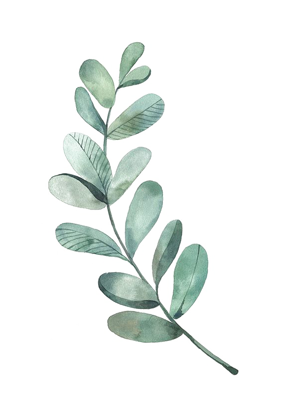 Leaves Branch Png