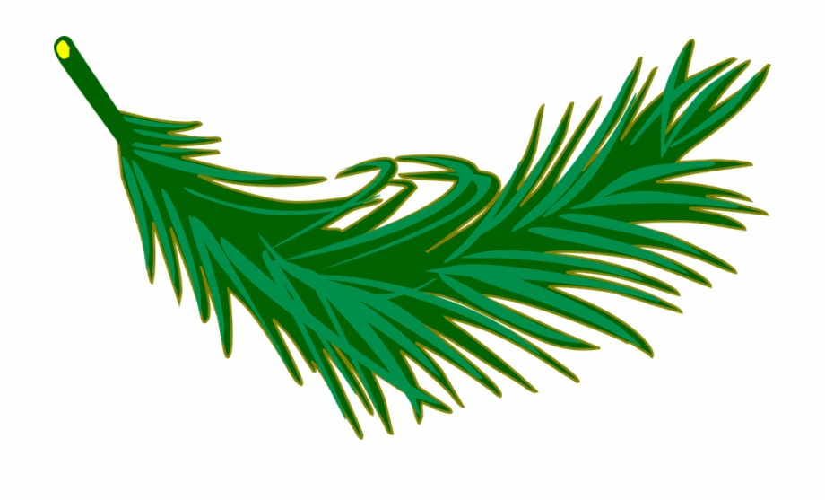 Branch Frond Leaf Leafy Leaves Palm Plant Palm