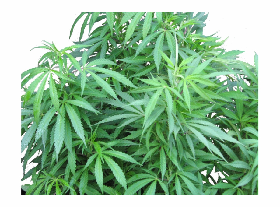 Marijuana Plant Medical Marijuana
