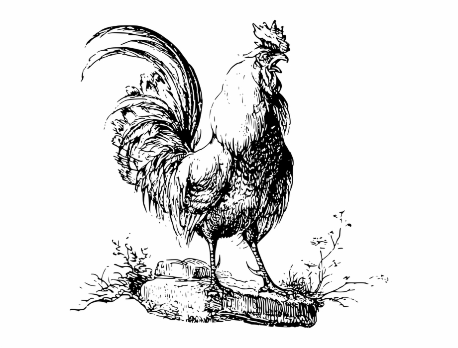 Animal Bird Chicken Cock Cockerel Rooster Ayam Jantan