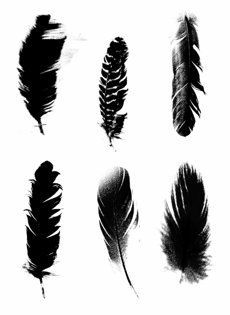 Black Feathers Commercial Minimalist Png Psd Black